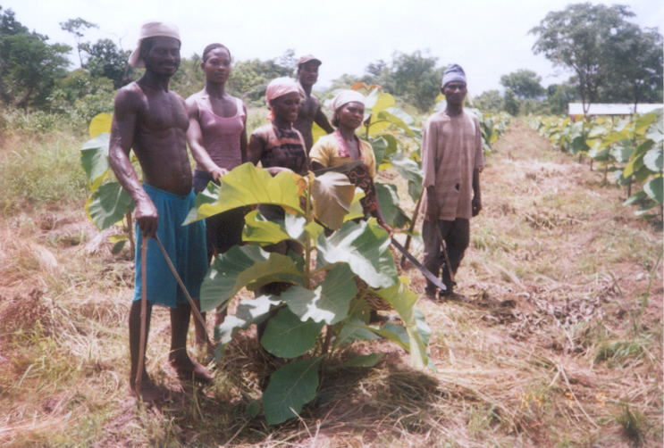bosbouw stichting-helphelpen
