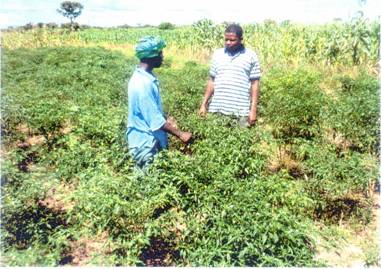 helphelpennieuwsbrief006